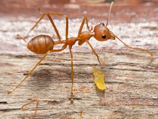 fire Ants